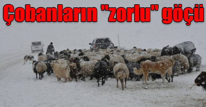 Çobanların koyun sürüleriyle "zorlu" göçü