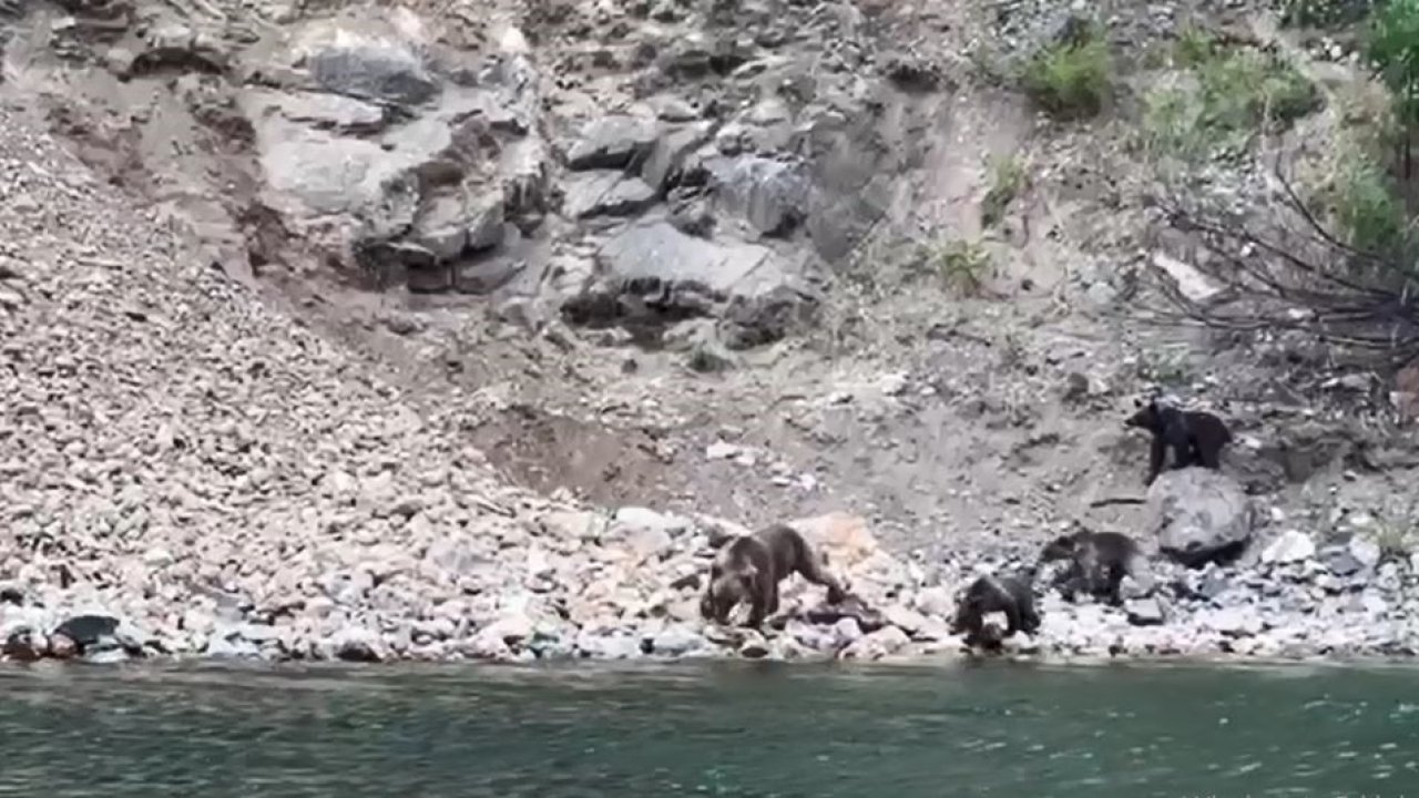 Artvin’de tekne ile baraj gölünde yapılan turlar hayvanat bahçesi turlarını aratmıyor