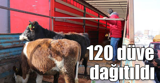 Kars’ta, Genç Çiftçilere 120 düve dağıtıldı