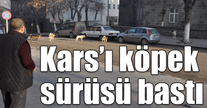 Kars’ı köpek sürüsü bastı