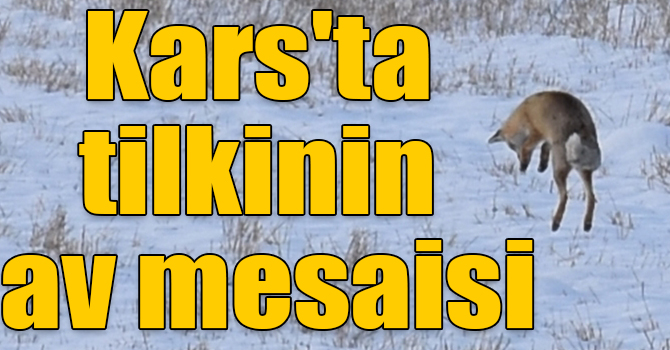 Kars'ta tilkinin av mesaisi