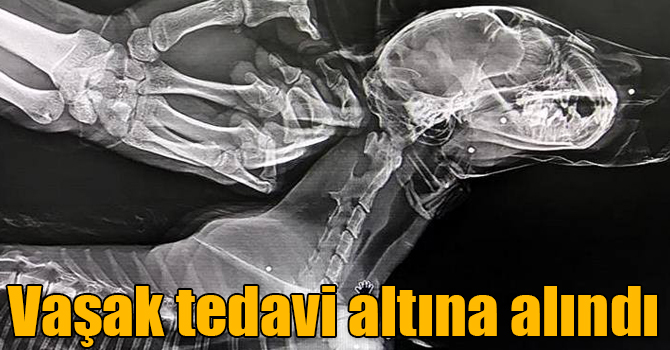 Yaralı vaşak Kars’ta tedavi altına alındı