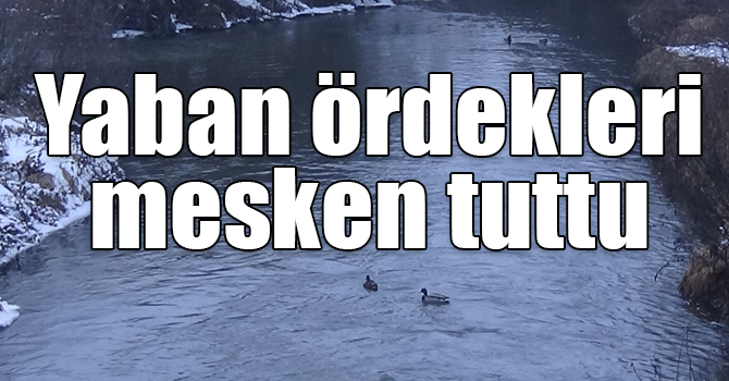 Yaban ördekleri Kars Çayı'nı mesken tuttu