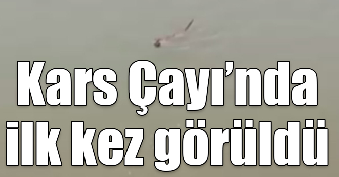 Kars Çayı’nda ilk kez su samuru görüldü