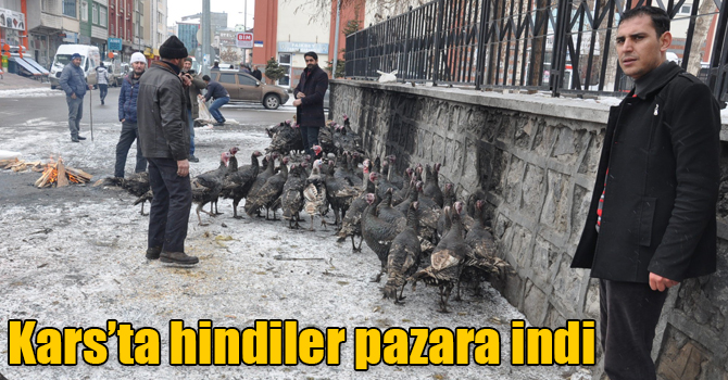 Kars’ta yılbaşı hindileri pazara indi