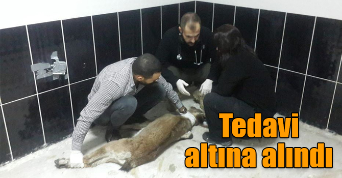 Kayalıktan düşen yavru yaban keçisi ve dereye düşen köpek, tedavi altına alındı