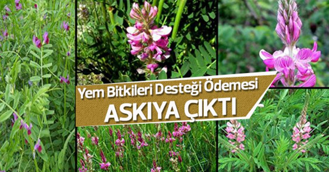 Yem bitkisi destekleme icmalleri askıya çıktı