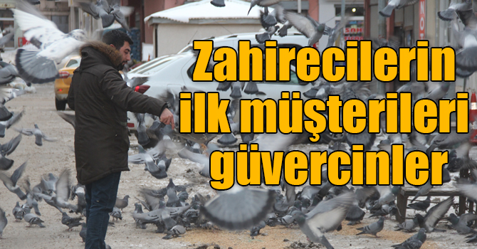 Kars'ta zahirecilerin ilk müşterileri güvercinler