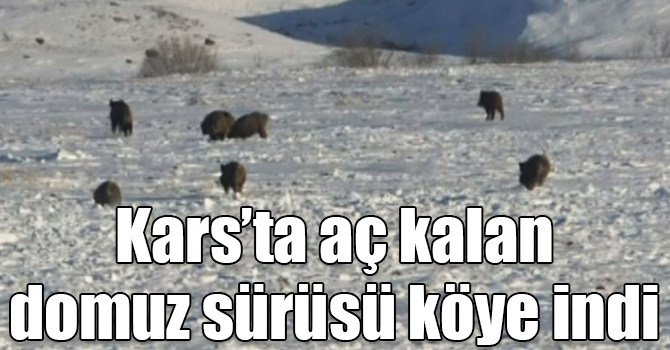 Kars’ta aç kalan domuz sürüsü köye indi