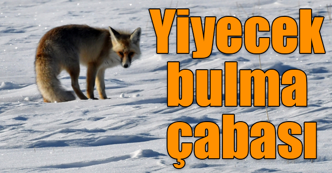 Kars'ta tilkilerin soğuk havada yiyecek bulma çabası