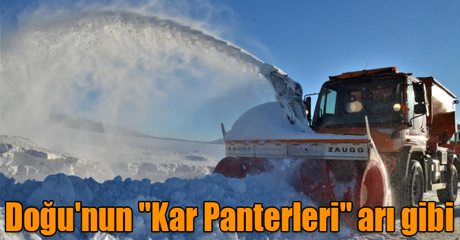 Doğu'nun "Kar Panterleri" arı gibi