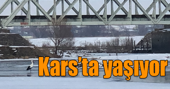 Göç edemeyen leylekler eksi 28 derecede Kars’ta yaşıyor