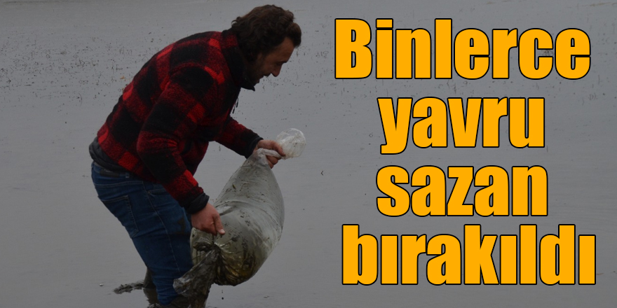 Asboğa Gölü’ne 15 bin yavru sazan bırakıldı
