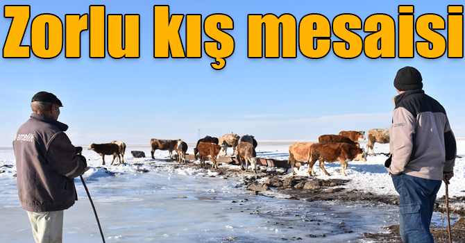 Karslı besicilerin zorlu kış mesaisi