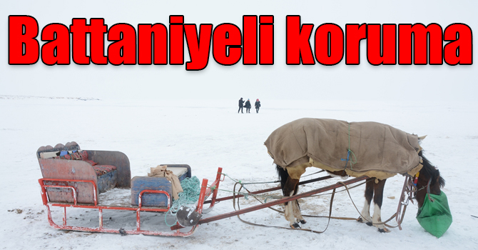 Kars'ta kızak atlarına battaniyeli koruma