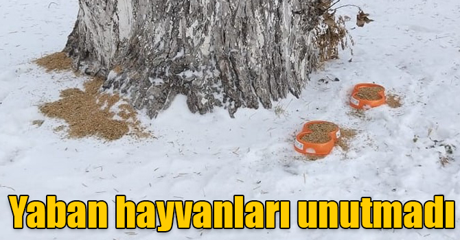Kars’ta parklara yem bırakıldı