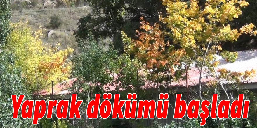 Kars’ta ağaçların yaprak dökümü başladı