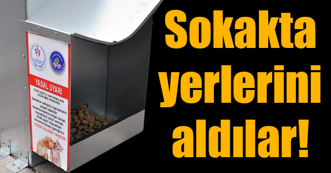 Kars'ta öğrenciler, kedi ve köpekler için beslenme odakları yaptırdı