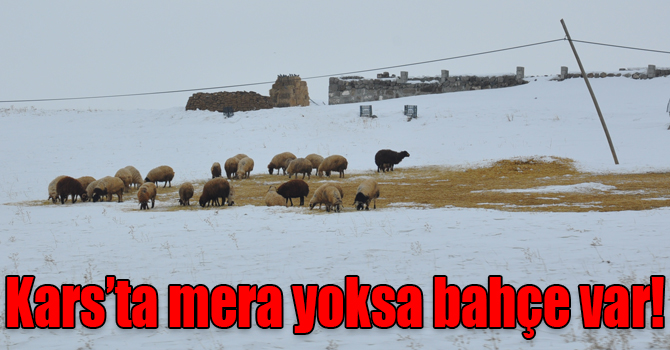Kars’ta mera yoksa bahçe var!