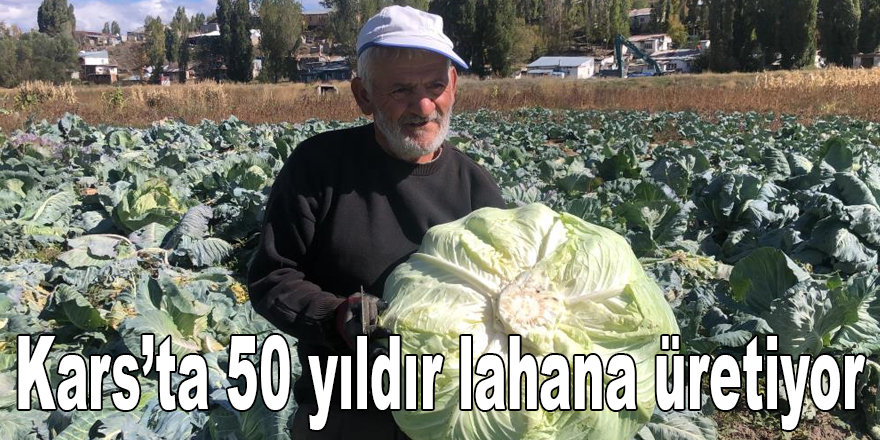 Kars’ta 50 yıldır lahana üretiyor