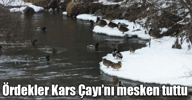 Yeşilbaş ördekleri Kars Çayı’nı mesken tuttu
