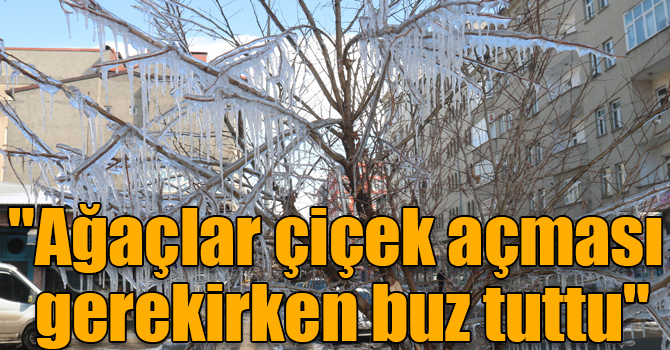 "Ağaçlar çiçek açması gerekirken buz tuttu"