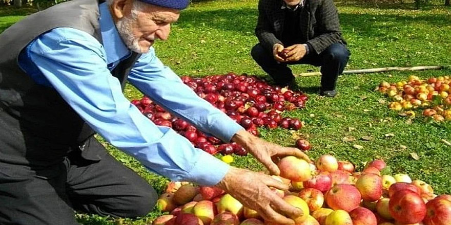 Posof'un badele elması,Kars'ta