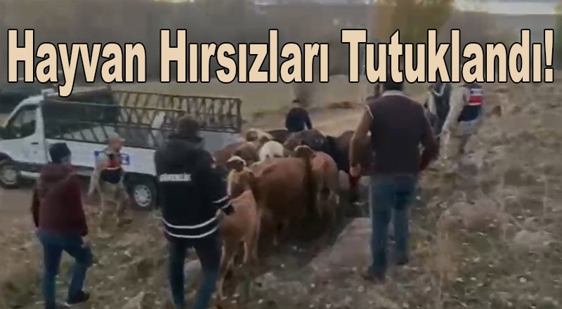 Hayvan hırsızları tutuklandı