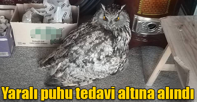 Kars’ta yaralı puhu tedavi altına alındı