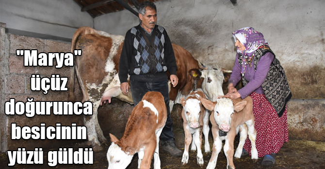 "Marya" üçüz doğurunca besicinin yüzü güldü