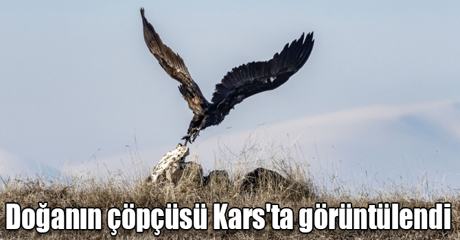 Doğanın çöpçüsü "akbabalar" Kars'ta görüntülendi