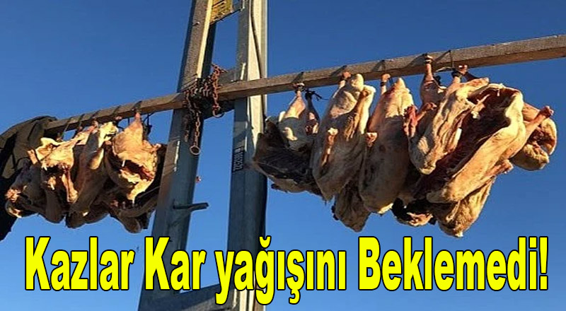 Kars'ta Kazlar  kesilmeye başlandı!