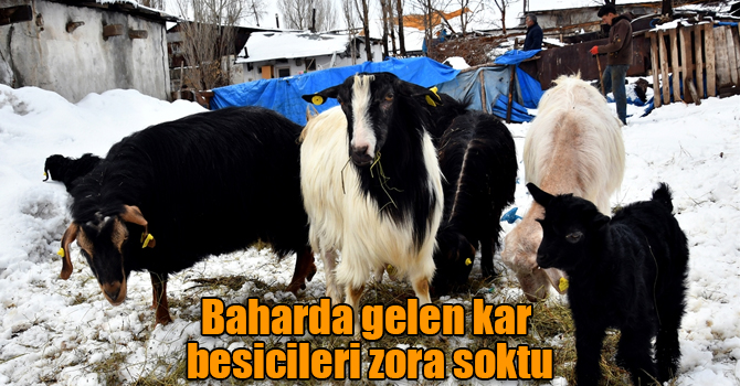 Baharda gelen kar besicileri zora soktu