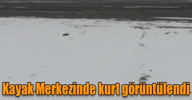 Sarıkamış Kayak Merkezinde kurt görüntülendi