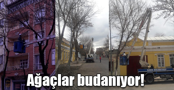 Kars Belediyesi ağaçları budama ve bakım çalışması başlattı