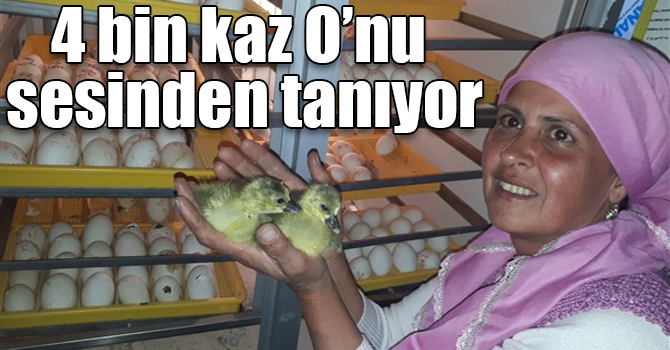 4 bin kaz O’nu sesinden tanıyor