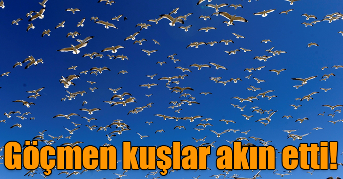 Çıldır Gölü göçmen kuşlarla şenlendi