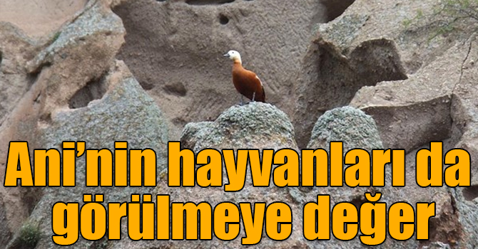Ani’nin hayvanları da görülmeye değer