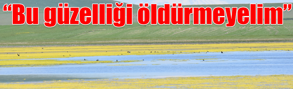 "Bu kuşlara ve güzelliğe yazık, bu güzelliği öldürmeyelim"