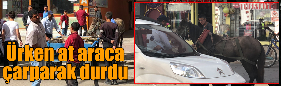 Kars’ta ürken at araca çarparak durdu