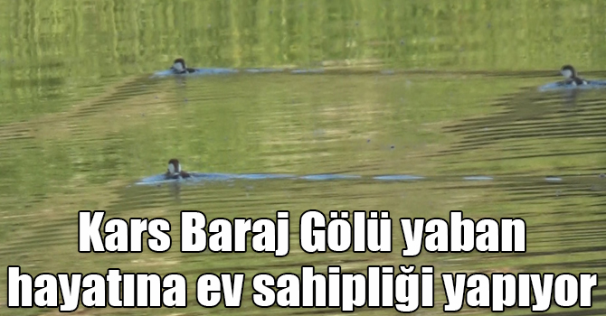 Kars Baraj Gölü yaban hayatına ev sahipliği yapıyor