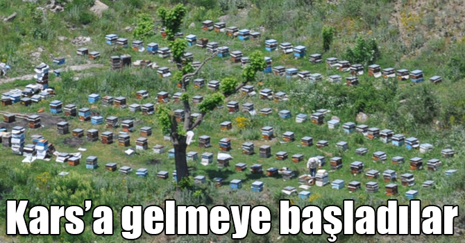 Arıcılar Kars’a gelmeye başladı