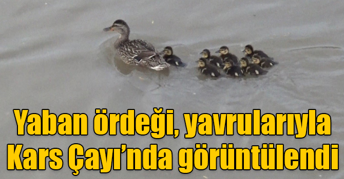 Yaban ördeği, yavrularıyla Kars Çayı’nda görüntülendi