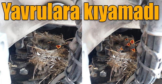 Yavru sığırcıklar uçuncaya kadar aracını çalıştırmayacak