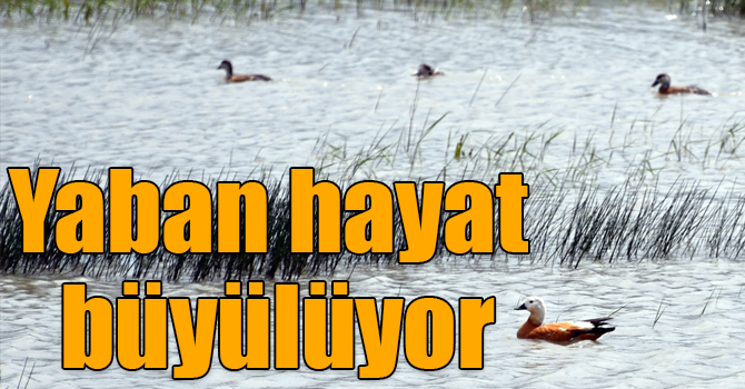 Sarıkamış yaz aylarında yaban hayatıyla büyülüyor