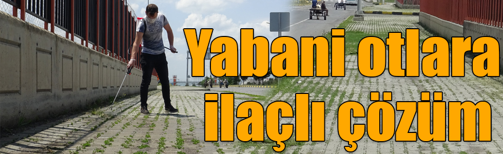 Kars’ta yabani otlara ilaçlı çözüm