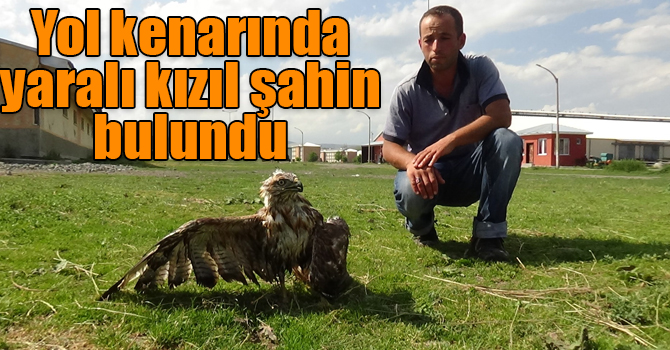 Kars'ta yol kenarında yaralı kızıl şahin bulundu