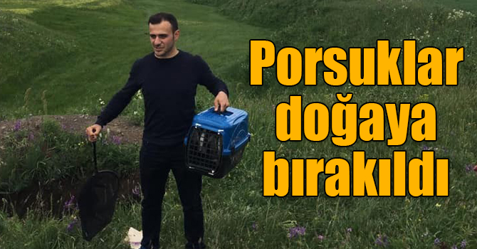 Kars’ta tedavileri tamamlanan porsuklar doğaya bırakıldı