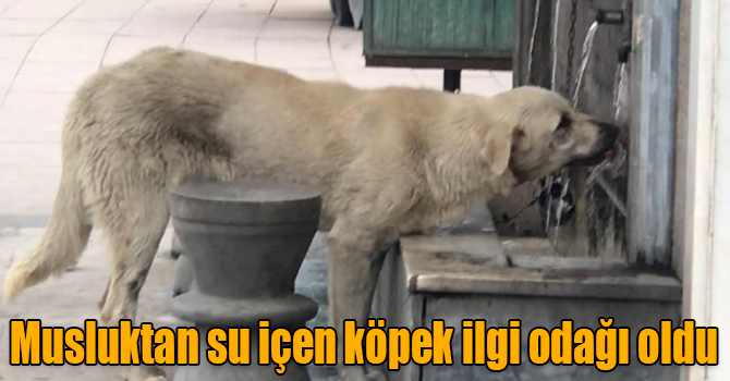 Musluktan su içen köpek ilgi odağı oldu