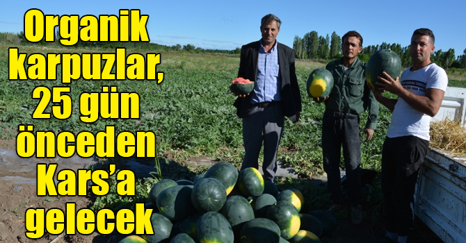 Akçan’ın organik karpuzları, 25 gün önceden Kars’a gelecek